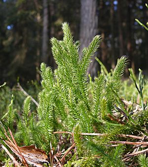 Lycopodium clavatum 151207