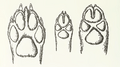 MSU V2P1a - Canis lupus, Canis aureus & Cuon alpinus paws