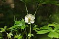 Mayapple flower 2