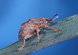 Melaleuca leaf weevil.jpg