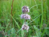 Mentha aquatica bluete