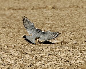 Merlin (Falco columbarius) 440571875