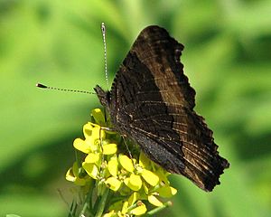 Milbert's Tortoiseshell, ventral 2