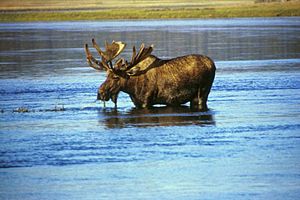 Moose in lake