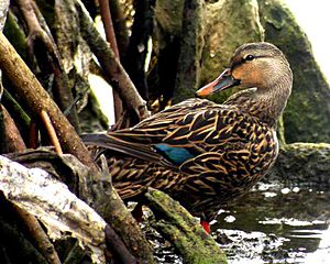 Mottled Duck