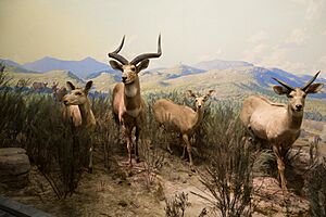 Mountain Nyala diorama (21982315228)