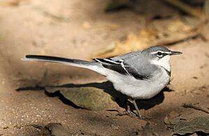 Mountain wagtail, Motacilla clara.jpg