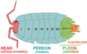 Oniscidea woodlouse morphology