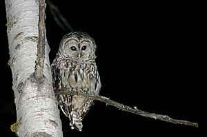 Owl at Night