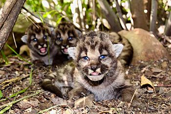 P-54's Puma kittens, SMMNRA