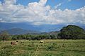 PastureSierraChiapas