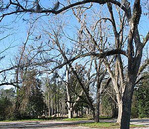 Pecan grove