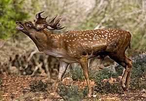 Persian Fallow Deer 1.jpg