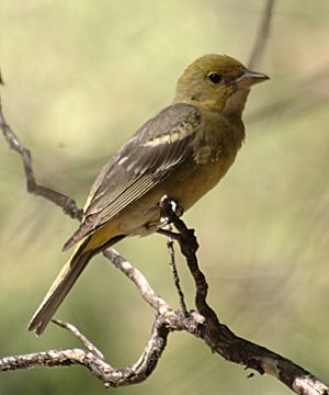 Piranga ludoviciana female.jpg