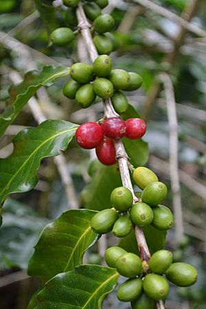 Planta de café de Cuetzalan