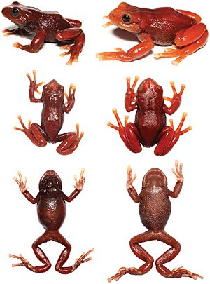 Pristimantis erythros.jpg