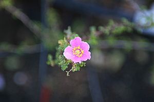 Rosa stellata mirifica.jpg