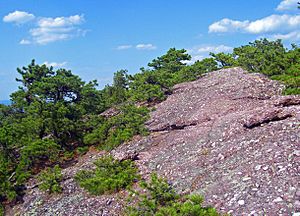 Schunemunk conglomerate and pine