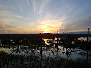 Sitniki ornithological reserve