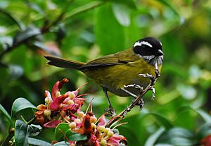 Sooty-capped Bush-tanager.jpg