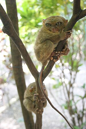 Tarsius Syrichta-GG