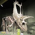 Titanoceratops