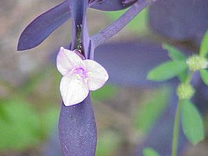 Tradescantia sp.0.jpg