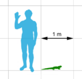 Tuatara scale