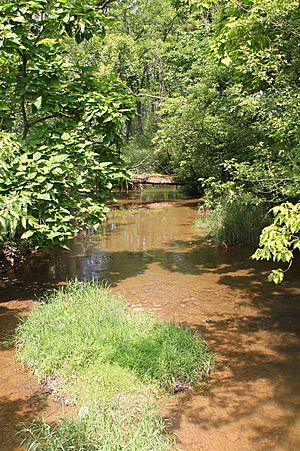 Turtle Creek looking upstream