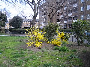 Urban blooms2006