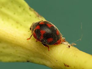 Vedalia Beetle (15959056801).jpg