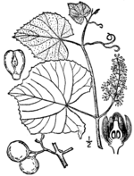 Vitis labrusca BB-1913