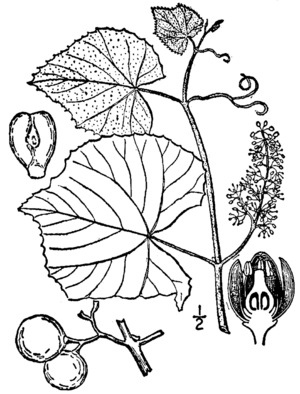 Vitis labrusca BB-1913