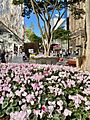 Winter in Queen Street Mall, Brisbane, 2021, 03