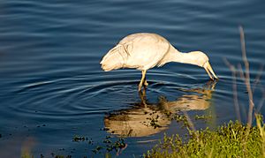 Yellow-billed Spoonbill