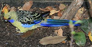 YellowRosella