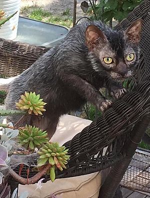 8-month-old male Lykoi.jpg