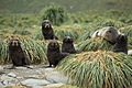 Antarctic Fur Seal Pups amid Tussock Grass (5724536166)