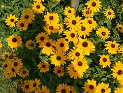 Black-eyed Susans, state flower of Maryland