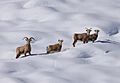 Bighorn sheep (21264195521)