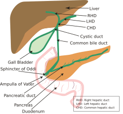 Biliary system new.svg