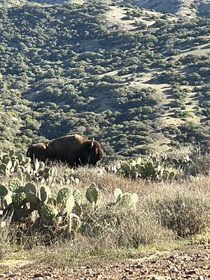 BisonCatalina