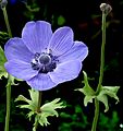 Blue-Anemone coronaria