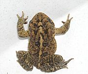 Bufo terrestris 0.jpg