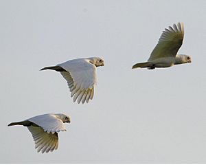 Cacatua sanguinea -Mary River National Park, Northern Territory, Australia -flying-8