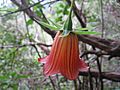 Canarina canariensis 