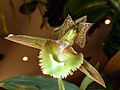 Catasetum fimbriatum Orchi 05