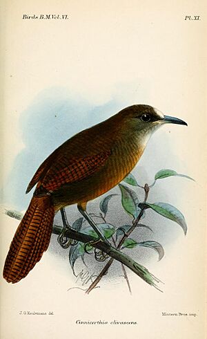 CinnicerthiaOlivascensKeulemans