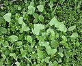 Claytonia perfoliata basal leaves 2003-02-04