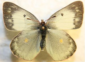 Colias philodice white form